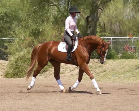 Dutch Warmblood Gelding Chestnut Gelding 16.1 hands (Benny), Dutch Warmblood Gelding for sale in Kentucky