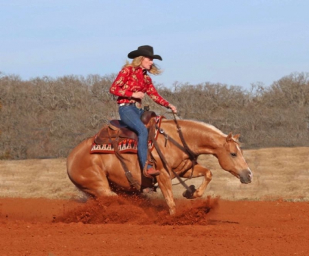 Quarter Horse Palomino Gelding 14.2 Hands (Billy), American Quarter Horse Gelding for sale in Kentucky