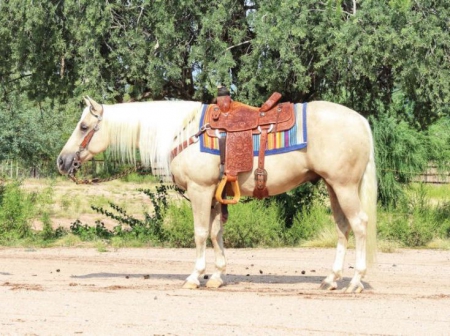 Quarter Horse Palomino Gelding 14.2 Hands (Biscuit), American Quarter Horse Gelding for sale in Kentucky
