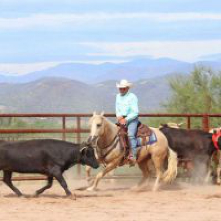 Quarter Horse Palomino Gelding 14.2 Hands (Biscuit), American Quarter Horse Gelding for sale in Kentucky