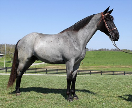 Tennessee Walking Horse True Blue Roan Gelding 16 Hands (Blue), Tennessee Walking Horses Gelding for sale in Kentucky
