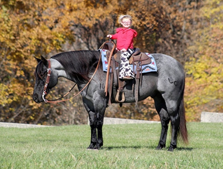 Quarter Horse Blue Roan Gelding 15.2 Hands (Bolt), American Quarter Horse Gelding for sale in Kentucky
