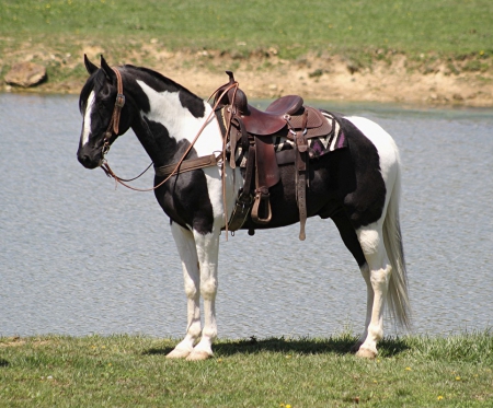 Tennessee Walking Horse Black Tobiano Gelding 16 Hands (Bonito), Tennessee Walking Horses Gelding for sale in Kentucky
