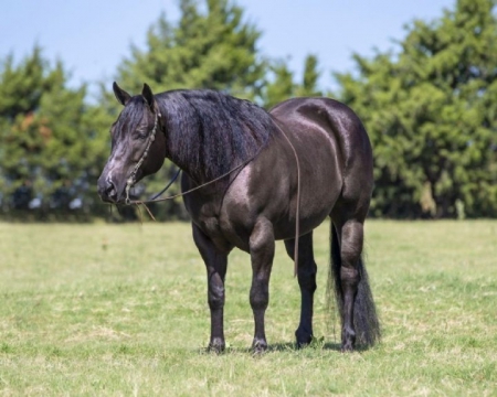 Quarter Horse Black Gelding 15 Hands (Breeze), American Quarter Horse Gelding for sale in Kentucky