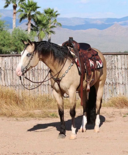 Quarter Horse Buckskin Gelding 15 Hands (Broli), American Quarter Horse Gelding for sale in Kentucky