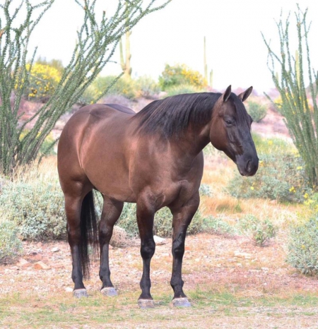Quarter Horse Grullo Gelding 15.1 Hands (Bucky), American Quarter Horse Gelding for sale in Kentucky