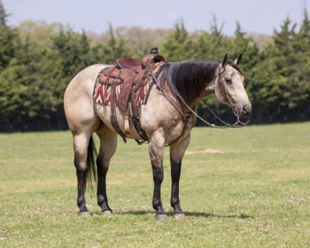 Quarter Horse Buckskin Gelding 15.3 Hands (Buzz), American Quarter Horse Gelding for sale in Kentucky