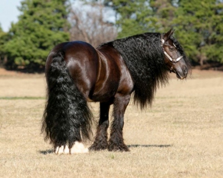 Gypsy Vanner Black Gelding 14.2 Hands (Calypso), Gypsy Vanner Gelding for sale in Kentucky