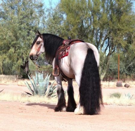 Gypsy Vanner Buckskin Gelding 14.3 Hands (Carson), Gypsy Vanner Gelding for sale in Kentucky
