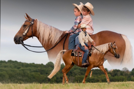 Registered Missouri Foxtrotter Mare For Sale (Gaited/Trail/Youth), Missouri Fox Trotting Horse Mare for sale in Missouri