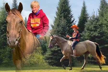 Registered Rocky Mountain Gelding (RMHA), Rocky Mountain Gelding for sale in Wisconsin