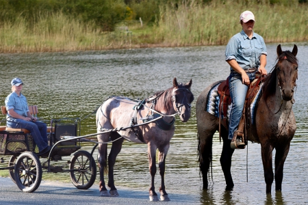 Percheron Quarter Horse X Gelding | Thehorsebay.com | Driving/Ranch/Trail, Percheron Gelding for sale in Michigan
