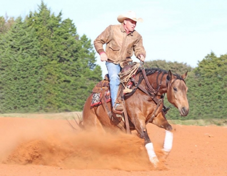 Quarter Horse Buckskin Gelding 15 Hands (Cash), American Quarter Horse Gelding for sale in Kentucky