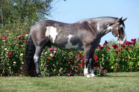 Quarter Horse Blue Roan Gelding 15.2 Hands (Cherokee), American Quarter Horse Gelding for sale in Kentucky
