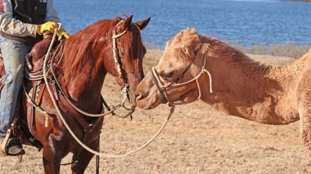 Quarter Horse Chestnut Gelding 15 Hands (Champion), American Quarter Horse Gelding for sale in Kentucky