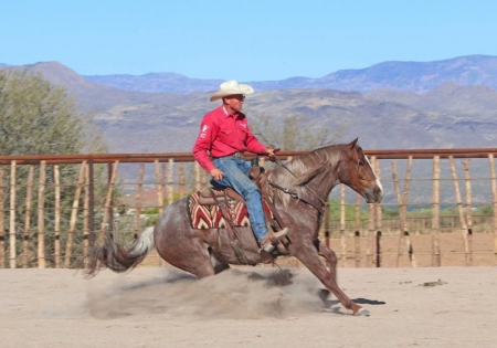 Quarter Horse Red Roan Gelding 15 Hands (Chewy), American Quarter Horse Gelding for sale in Indiana
