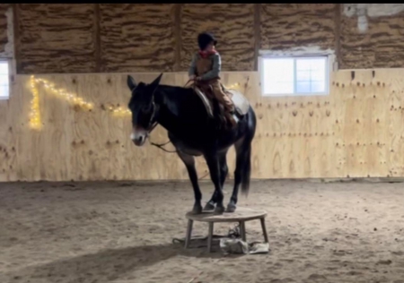 Mule Horse Bay Gelding 14 Hands (Cyrus), Mule Gelding for sale in Kentucky