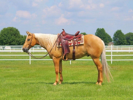Quarter Horse Palomino Gelding Gelding 16 Hands (Dallas), American Quarter Horse Gelding for sale in Pennsylvania