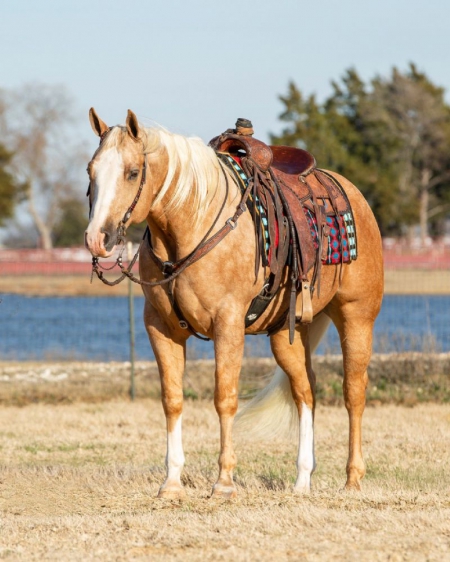 Quarter Horse Palomino Gelding 15.2 Hands (Dash), American Quarter Horse Gelding for sale in Kentucky
