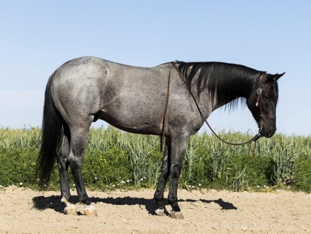Azteca Horse Blue Roan Gelding 14.3 Hands (Davis), Azteca Gelding for sale in Kentucky