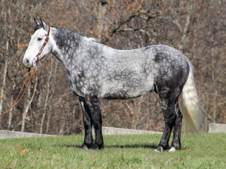 Draft cross Horse Grey Gelding 16.1 Hands (Diego), Draft Cross Gelding for sale in Kentucky