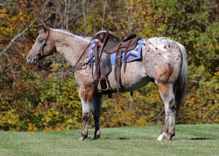 Appaloosa Horse Red Roan Gelding 15.1 Hands (Dots and Dashes), Appaloosa Gelding for sale in Kentucky