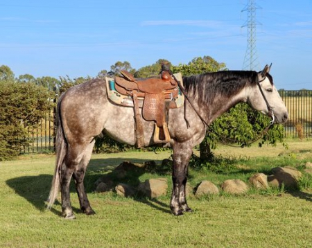Quarter Horse Dapple Grey Gelding 15.1 Hands (Excellence), American Quarter Horse Gelding for sale in Tennessee