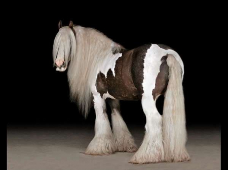 Gypsy Vanner Tobiano Gelding 14 Hands (Fluffy), Gypsy Vanner Gelding for sale in Tennessee