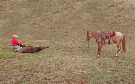 Quarter Horse Red Roan Gelding 15.1 Hands (Genius), American Quarter Horse Gelding for sale in Kentucky