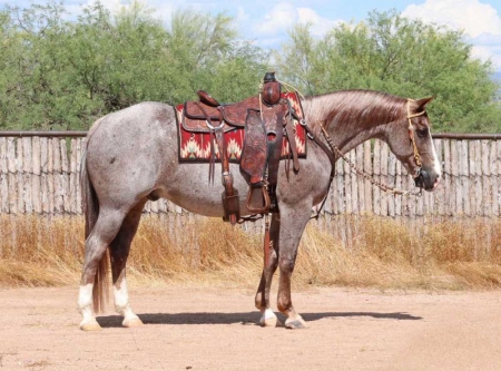 Quarter Horse Red Roan Gelding 14.3 Hands (Ghost), American Quarter Horse Gelding for sale in Tennessee