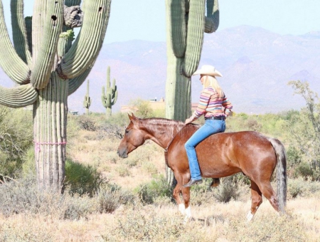 Quarter Horse Red Roan Gelding 14.3 Hands (George), American Quarter Horse Gelding for sale in Kentucky