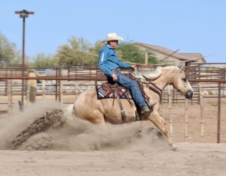 Quarter Horse Palomino Gelding 14.2 Hands (Gizmo), American Quarter Horse Gelding for sale in Kentucky