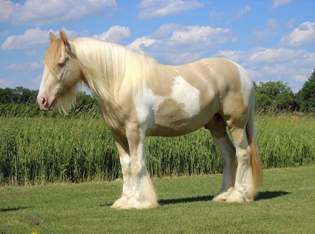 Gypsy Vanner Horse Champagne Tobiano Gelding 15 Hands (Gold), Gypsy Vanner Gelding for sale in Kentucky