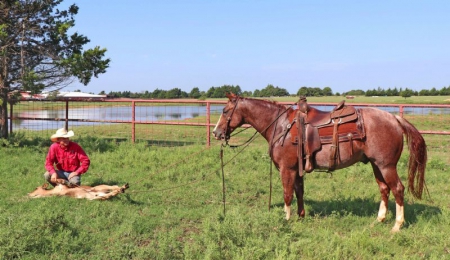 Quarter Horse Red Roan Gelding 15.1 Hand (Gucci), American Quarter Horse Gelding for sale in Kentucky
