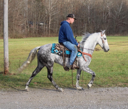 Tennessee Walking Horse Grey Mare 14.2 Hands (Hanna), Tennessee Walking Horses Mare for sale in Kentucky