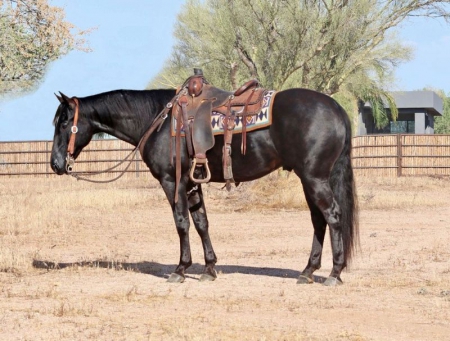 Quarter Horse Black Gelding 15.1 Hands (Harvey), American Quarter Horse Gelding for sale in Tennessee