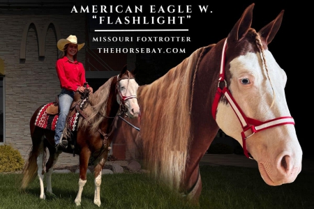 Sabino Missouri Foxtrotter (MFTHBA) Gelding For Sale | Thehorsebay.com | Gaited/Trail/Youth, Missouri Fox Trotting Horse Gelding for sale in Illinois