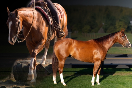 All Around AQHA Gelding For Sale | Thehorsebay.com | Trail/Jumping/Ranch, American Quarter Horse Gelding for sale in Indiana