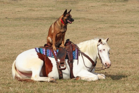 Paint Horse Sorrel Overo Gelding 14.3 Hands (Gunner), American Paint Horse Association Gelding for sale in Tennessee