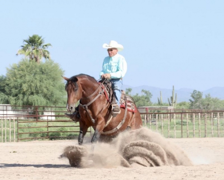 Quarter Horse Bay Gelding 15 Hands Hercules, American Quarter Horse Gelding for sale in Kentucky