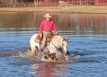 Paint Horse Gray Gelding 14.1 Hands (Holiday), American Paint Horse Association Gelding for sale in Kentucky