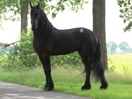 Pedro, Other Gelding for sale in Texas