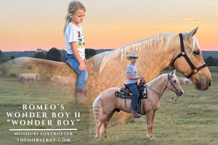 Romeo’s Wonder Boy H, Missouri Fox Trotting Horse Gelding for sale in Arkansas