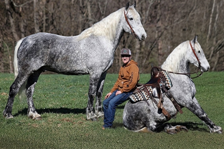 Grey Draft X Gelding For Sale | Thehorsebay.com | All Around/Trail/Youth  Watch later  Share, Draft Gelding for sale in Kentucky