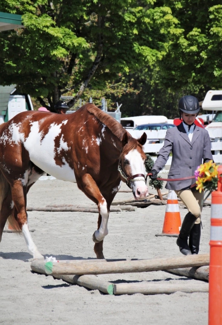 11yr old APHA Sorrel Overo Mare, American Paint Horse Association Mare for sale in Utah