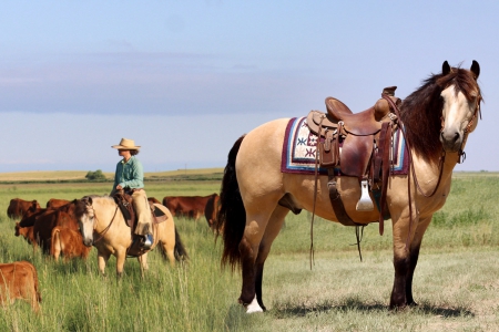 Buckskin Haflinger X Gelding Consigned to Thehorsebay.com | Ranch/Trail/Pack , Haflinger Gelding for sale in Wyoming