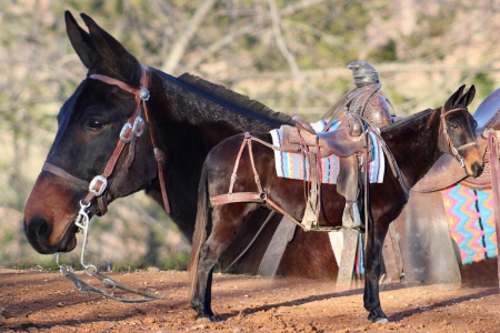 Gaited Mule Gelding Consigned to Thehorsebay.com | All Around/Trail/Pack, Mule Gelding for sale in Kentucky