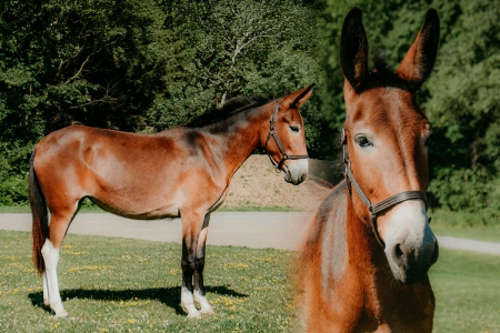 Bay Molly Mule Consigned to Thehorsebay.com | Youth/Trail/Dressage, Mule Mare for sale in New York