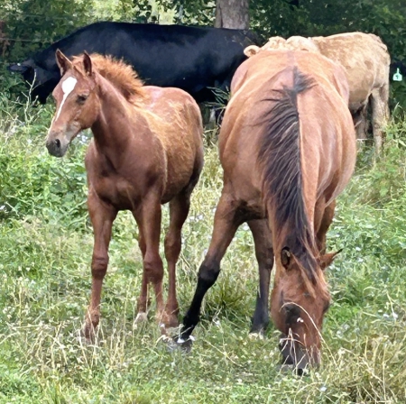 GR Fancy Lil Corona, American Quarter Horse Colt for sale in Kentucky