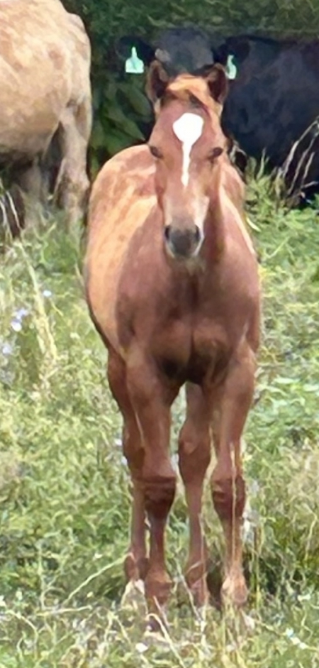 GR Fancy Lil Corona, American Quarter Horse Colt for sale in Kentucky